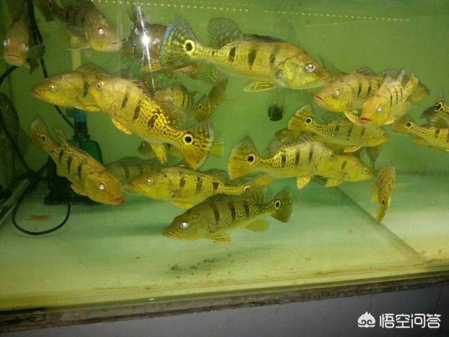 养宠物鱼:宠物鱼是不是很难养活，我想养一些宠物鱼卖？