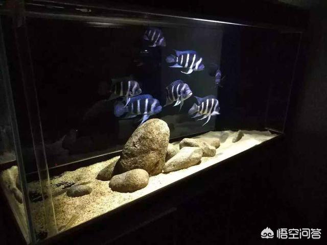 养宠物鱼:宠物鱼是不是很难养活，我想养一些宠物鱼卖？