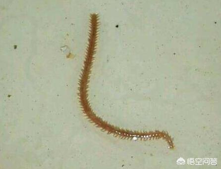 头条问答 室内盆栽花盆里有小蜈蚣 该怎么办 楼家的回答 0赞