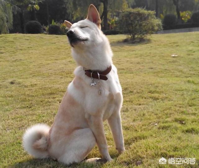中华田园狗:如何评价中华田园犬？颜值可以有多高？