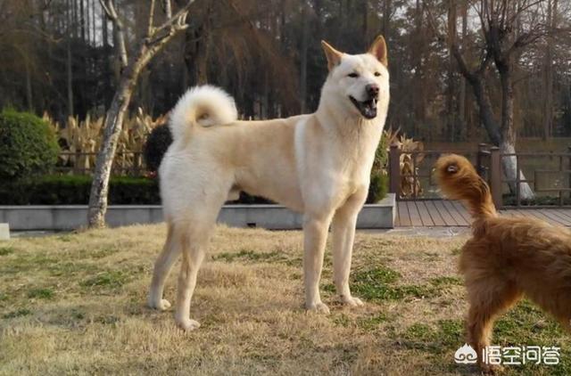 中华田园狗:如何评价中华田园犬？颜值可以有多高？