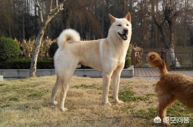 田犬边牧和二哈哪个大养哪个呢