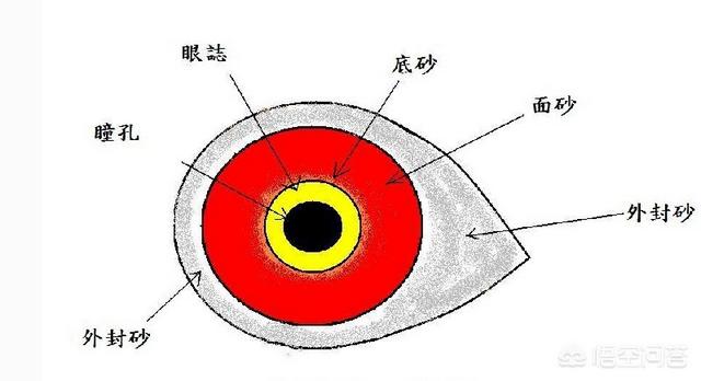 快速信鸽眼砂:鸽子一般都是金眼配对，出了一对沙眼一个金眼，那么沙眼该如何？