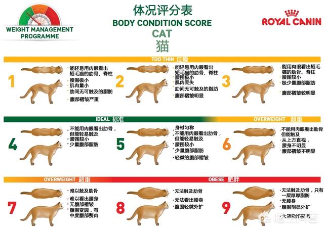 猫怀孕能吃海乐妙吗:猫咪肚子底下有一坨肉下垂了，是生病的原因吗？