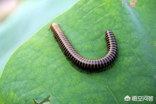 头条问答 室内盆栽花盆里有小蜈蚣 该怎么办 楼家的回答 0赞