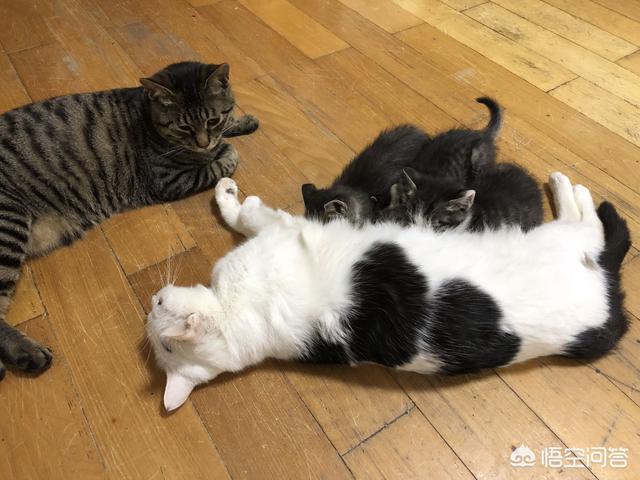 爱上宠物网:喜欢养宠物的人是什么心里？喜欢宠物的都是有爱心的吗？ 小可爱宠物网
