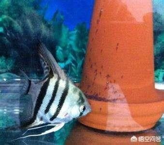 水族繁殖:哪些观赏鱼可以自己在水族缸里繁殖呢？