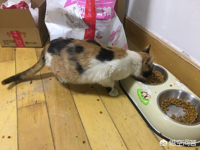 抖音里的吸猫是什么意思:现在网络上说的吸猫的人为什么那么多？吸猫的人究竟是什么心态？