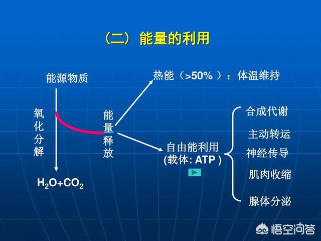 食物合成糖或脂肪的转化效率是多少,为什么?