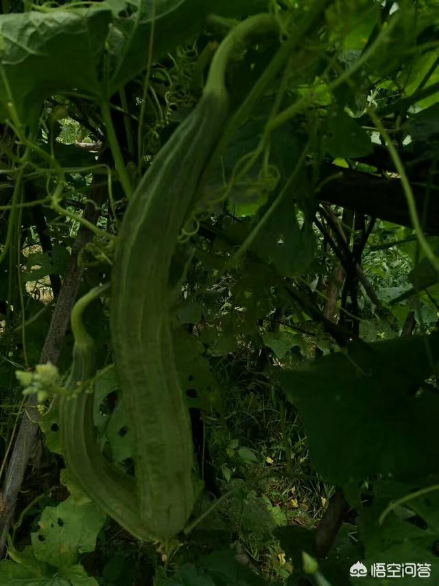 用野菜都能做出什么美味的菜肴 悟空问答