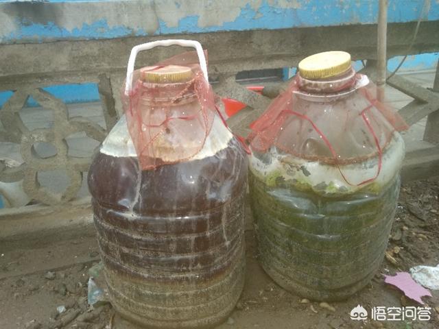 虎皮龙舌兰的养殖方法和注意事项:虎皮兰怎么养？需要什么肥料？