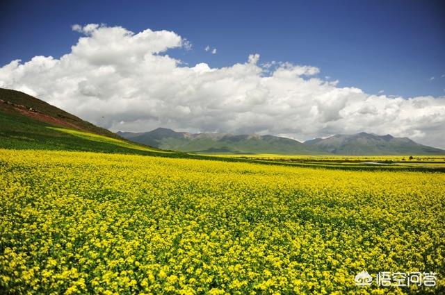 saluki在西宁的足迹:说起西宁，你第一个想到的是什么？