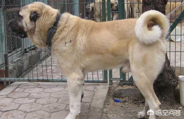 土耳其坎高犬 藏獒:有哪些狗狗是它们国家的国宝级犬种？