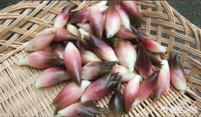 日本补肾，洋火姜被日本称为“中国人参”，有多少人见过？