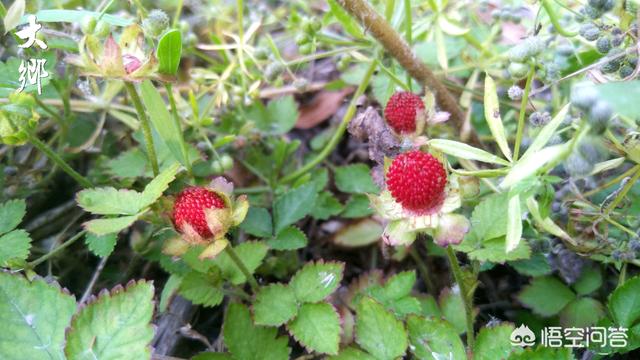 头条问答 在农村山上常见的 蛇莓 它有着怎样的药用价值 老姚谈植物的回答 0赞
