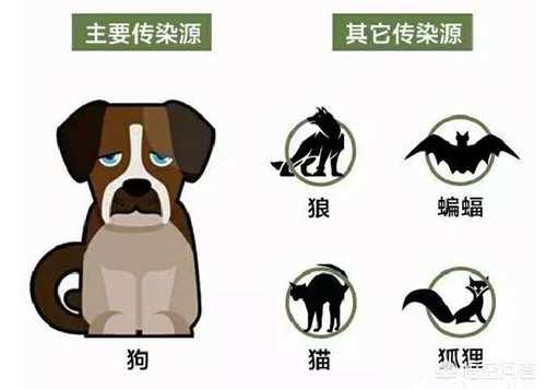 人的狂犬病潜伏期时间:狂犬病潜伏期是什么意思？