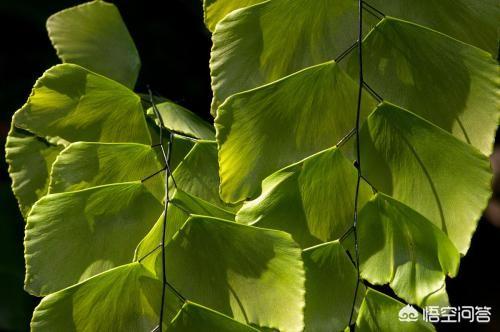 铁线蕨图片:新买的一盆铁线蕨，种植好需要注意什么？