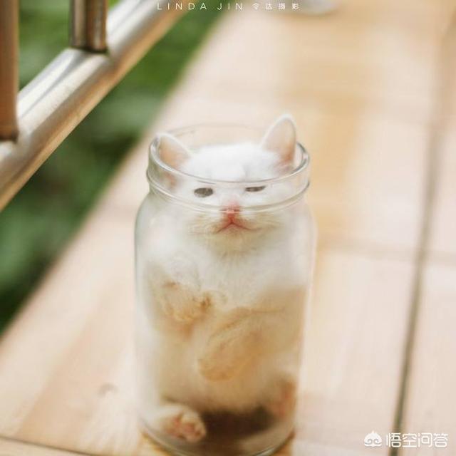 当猫爱上狗在哪里看:不喜欢猫狗的人是没有爱心吗？ 当狗爱上猫在哪可以看