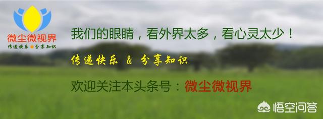 曲曲菜种植前景如何？