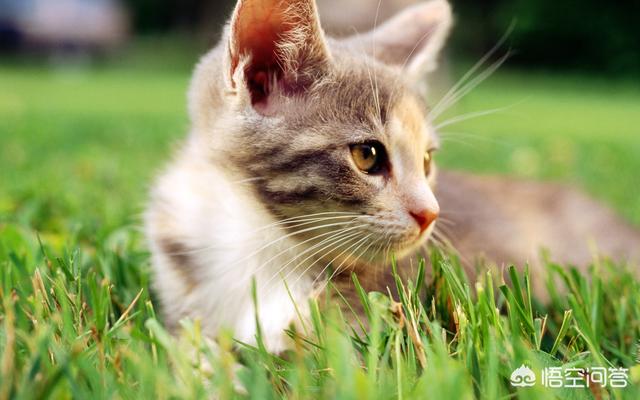 猫的训练:猫怎么训练它 怎样训练15天左右的小猫？
