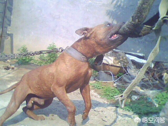 比特名犬介绍:你是如何评价比特犬这种狗的？