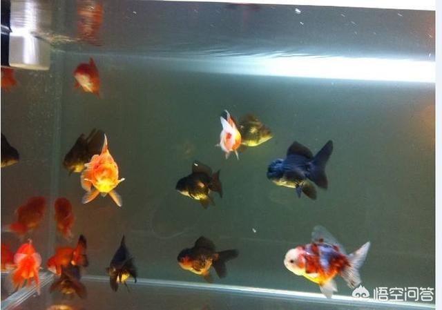 小金鱼图片:养金鱼的鱼缸深度对新买的金鱼有什么影响？
