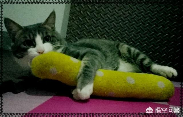 笼养猫的好处:从小将猫放在笼子养，猫会变成什么样？