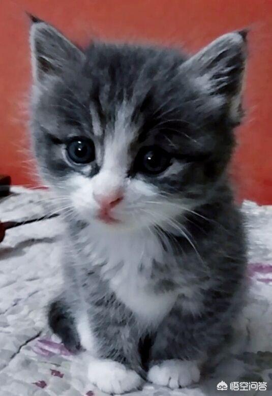 笼养猫的好处:从小将猫放在笼子养，猫会变成什么样？