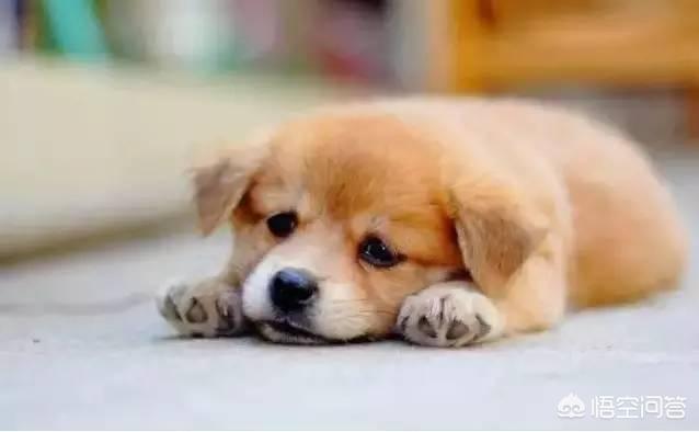 cncc中国松狮俱乐部:为什么在国外深受喜爱的中华田园犬，国人却看不上？