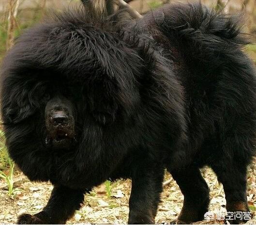 河北藏獒在线:藏民都是怎么挑选藏獒的？