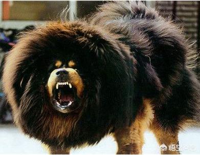 河北藏獒在线:藏民都是怎么挑选藏獒的？