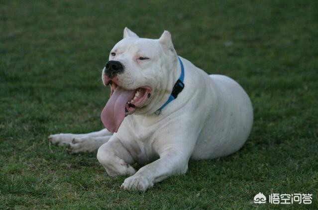 卡斯罗猛犬打架:猛犬俱乐部卡斯罗犬 哪些狗可以打得过比特犬？