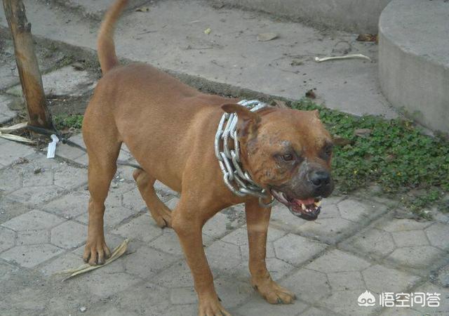加纳利犬vs藏獒:公平决斗下，纯种藏獒多久可以咬死一只鬣狗？为什么？