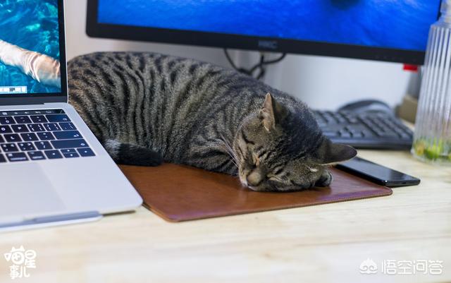 霸道总裁的小猫咪:大家有没有拍到猫猫很霸气的照片？分享一下？