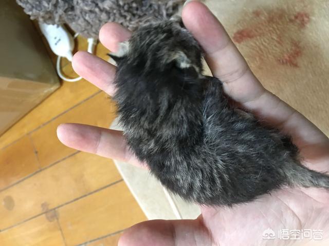 余虹 花猫的小屋:家里的猫猫做过让你最感动的一件事是什么？