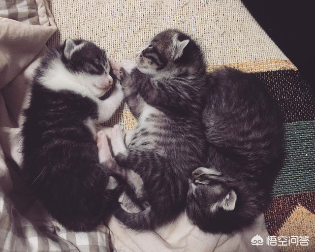 余虹 花猫的小屋:家里的猫猫做过让你最感动的一件事是什么？