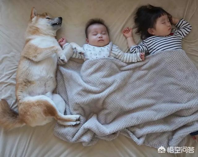 小狗狗图片:你见过最听话的狗狗有多听话？