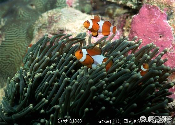 黑白公子小丑鱼价格:饲养黑边公子小丑困难吗？