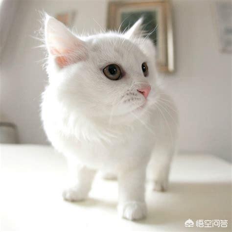 有人推荐小说吗,网游的？