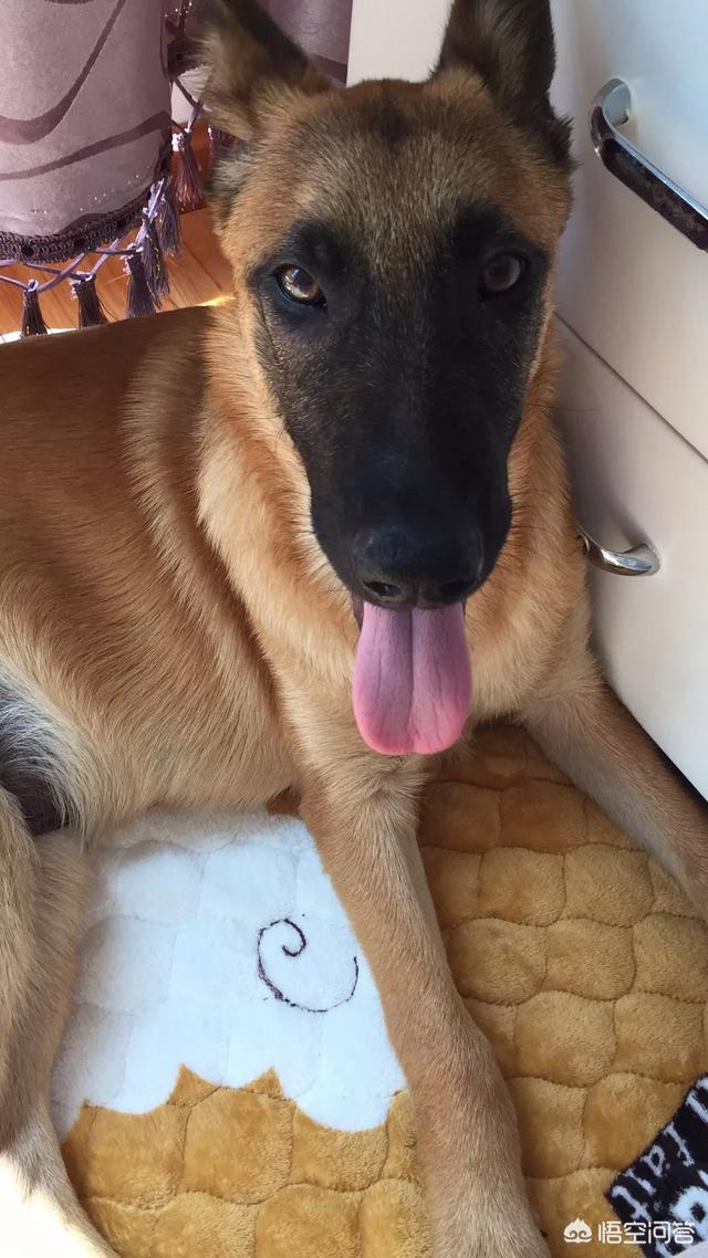 比利时马犬饲养:对于马犬如何正确的饲养，家中有马犬的可以来看一下？