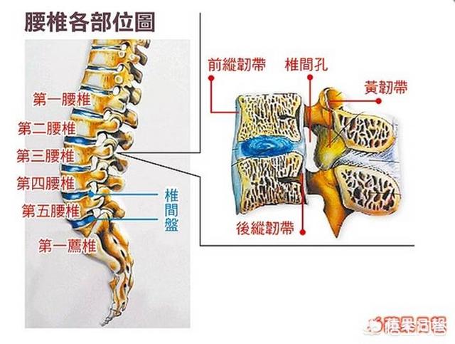 第二腰椎怎么定位图片
