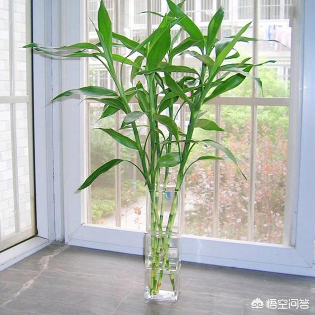 富贵竹图片怎么养:富贵竹总是被养死怎么办？