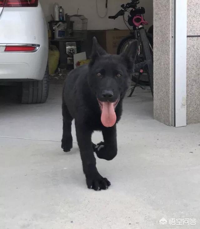 大连纯黑色德国牧羊犬狗买卖:东德牧羊犬太极色幼犬多少钱 哪种犬类的皮毛是纯黑色的？