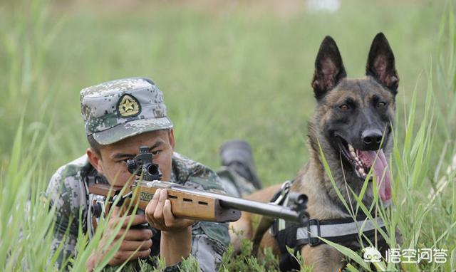 比利时马犬和德牧:为什么说马犬要比德牧好呢？