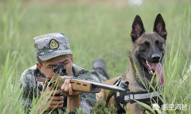 中国马犬比赛视频直播:军犬中，马犬会比德牧厉害吗，你怎么看？