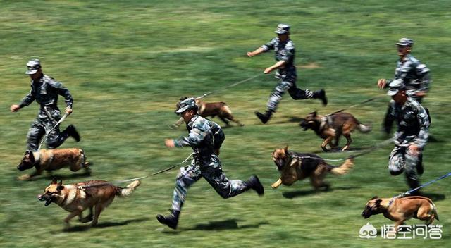 比利时马犬和德牧:为什么说马犬要比德牧好呢？