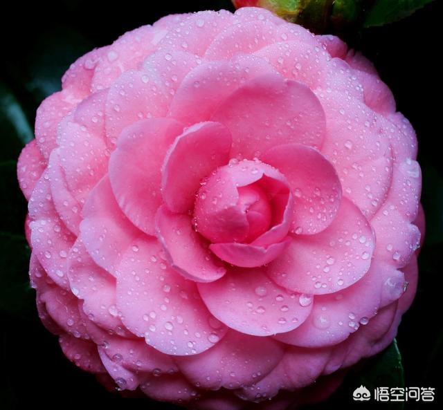 花叶艳山姜叶枯病:茶花的叶子发黄是怎么回事？