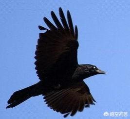 乌鸦智商究竟有多高，日本乌鸦的地位和中国心目中什么动物一样