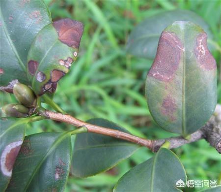 花叶艳山姜叶枯病:茶花的叶子发黄是怎么回事？