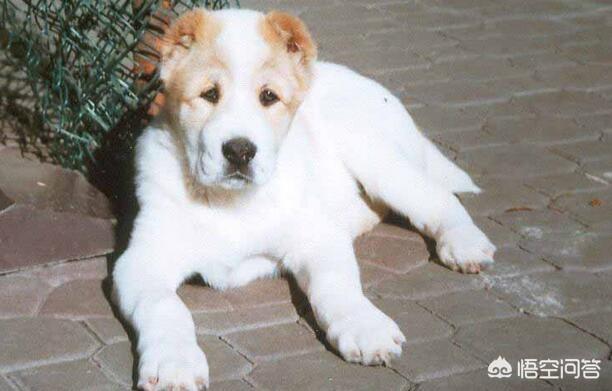 中亚牧羊犬家养:中亚犬和高加索犬和卡斯特罗拉博雷罗犬哪个适合养？为什么？ 中亚牧羊犬家养怎么样